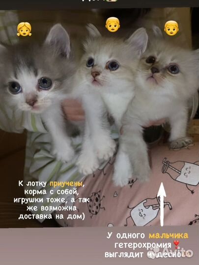 Котята в добрые руки