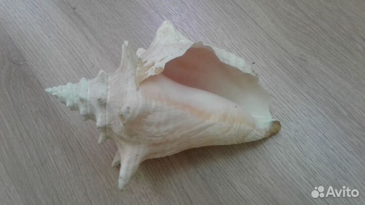 Раковины из Таиланда большие +