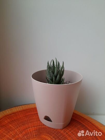 Эхеверия, хавортия