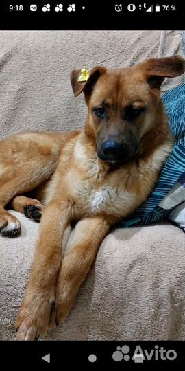 Метис овчарки пес