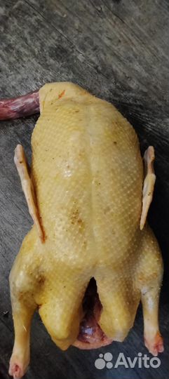 Утка домашняя