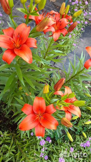 Лилии многолетние