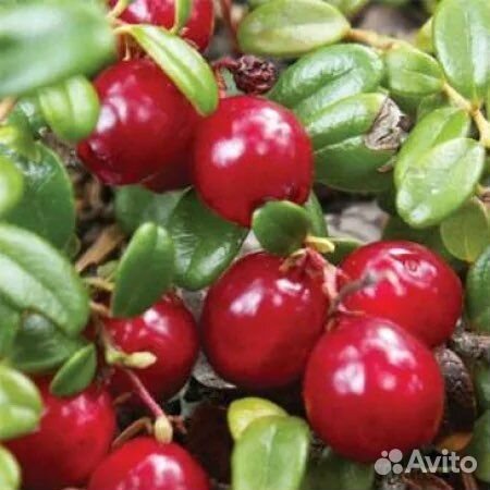 Саженцы клюквы