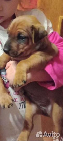 Щенки цвергпинчера