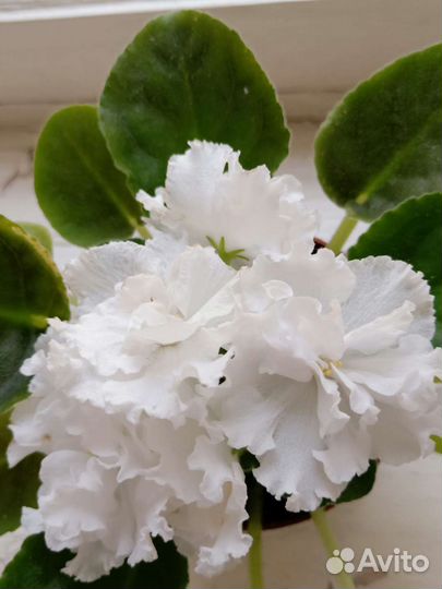 Фиалка белая