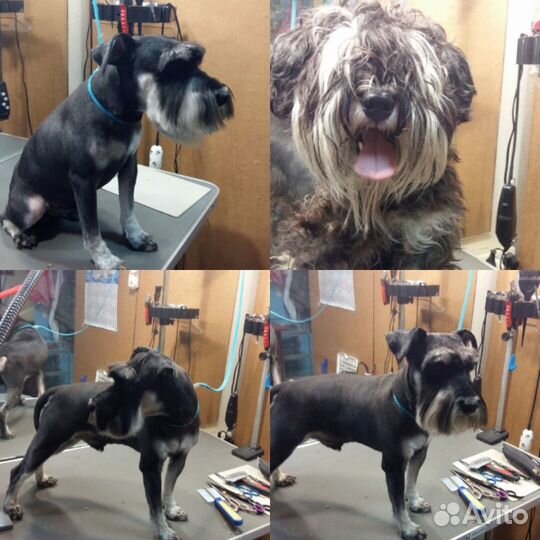 Стрижка собак и кошек