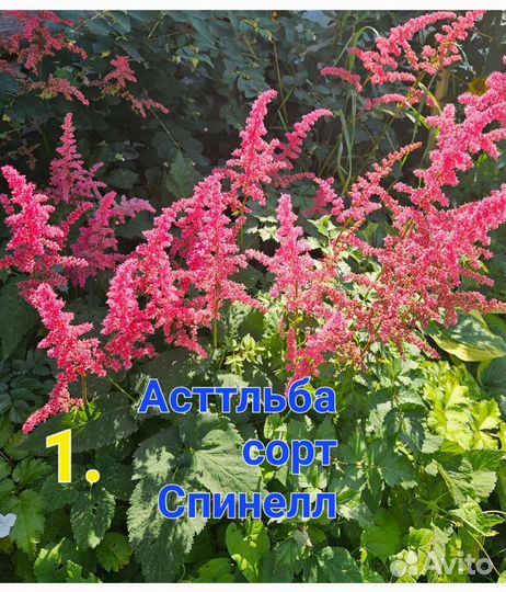 Садовые цветы и растения