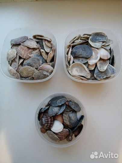 Морские ракушки