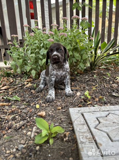 Щенки курцхаара