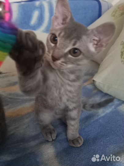 Котята сфинкс браш