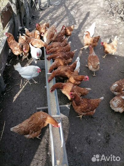Домашние куриные яйца