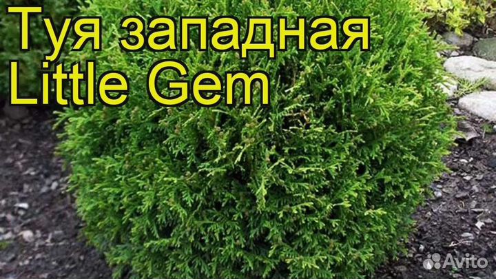 Туя Литл Джем