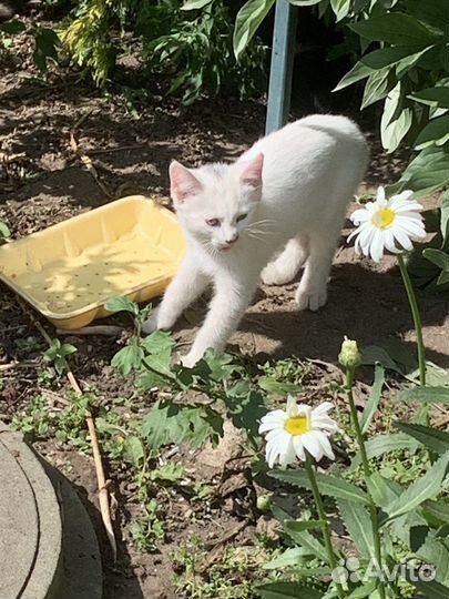 Котята в добрые руки бесплатно