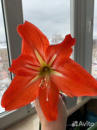 Гиппеаструм