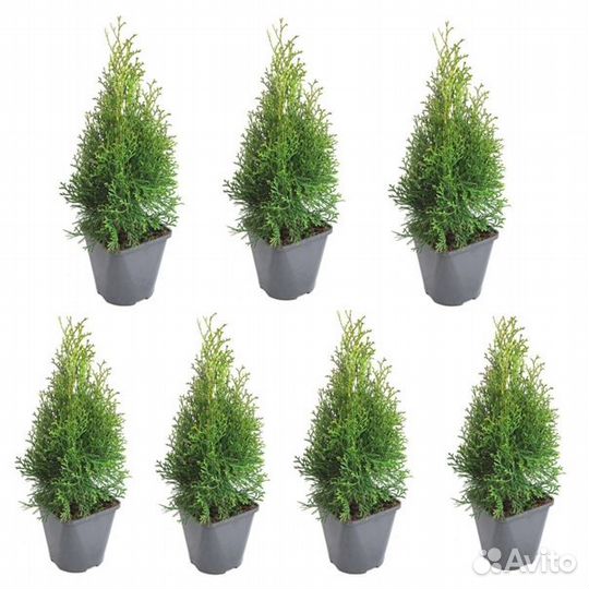 Саженцы туя брабант смарагд