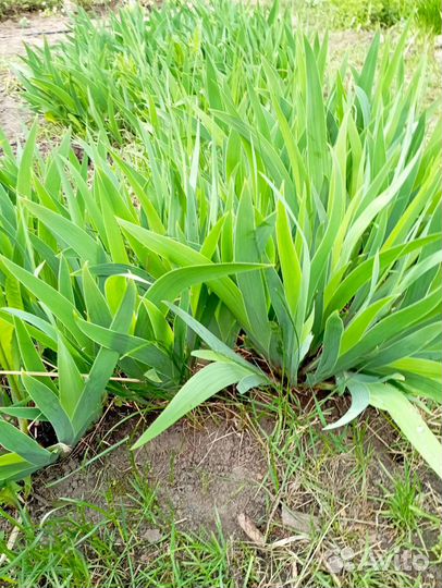 Саженцы лимонника, папоротника, ирисы, медуница