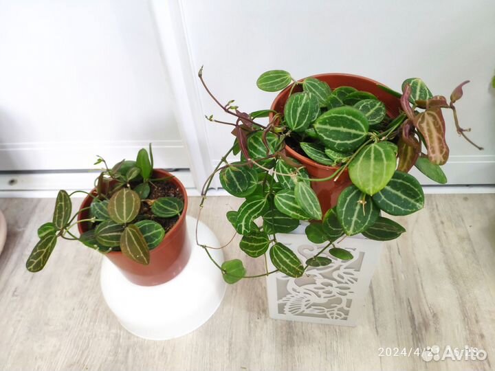 Комнатные растения, цветы разные