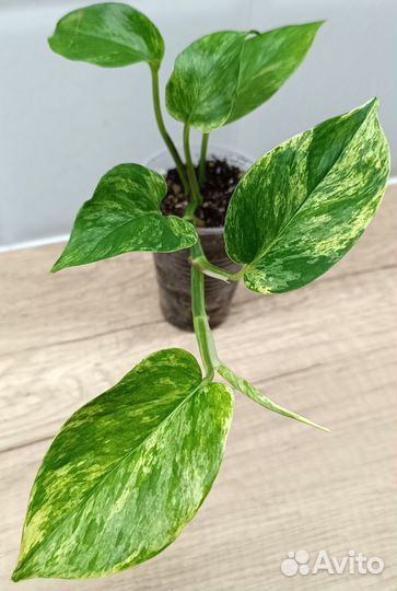 Эпипремнумы, сциндапсусы