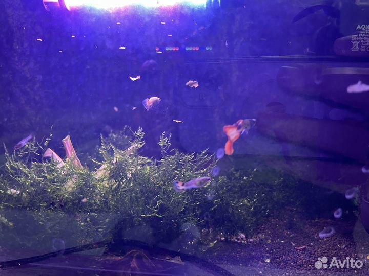 Аквариумные рыбки/ креветки/ растения