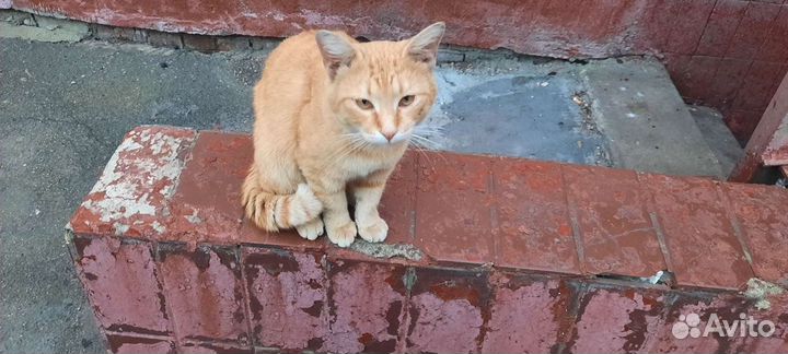 Кот бывшедомашний в добрые руки