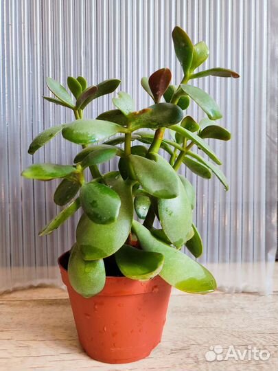 Красула толстянка. Денежное дерево