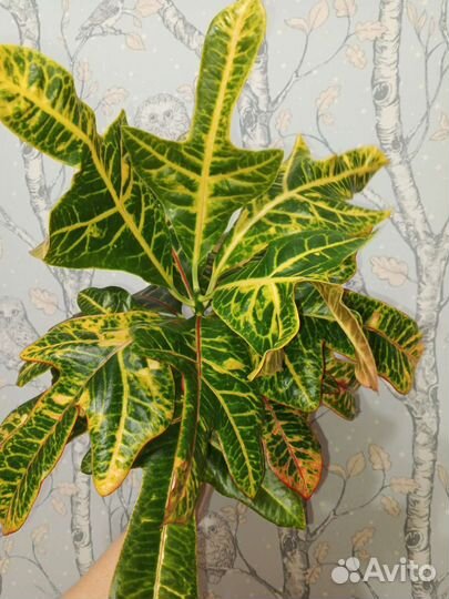 Кодиеум Кротон