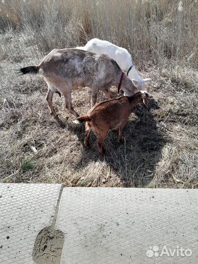 Коза, козлята