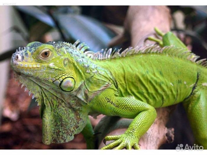 Пережержка животных, медицинский уход