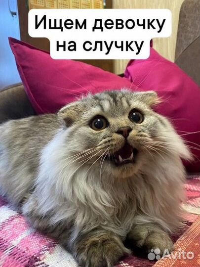 Котик вислоухий вязка