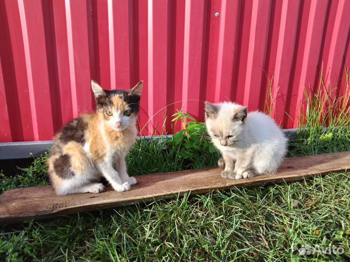 Отдам бесплатно котят(девочки), 3 мес
