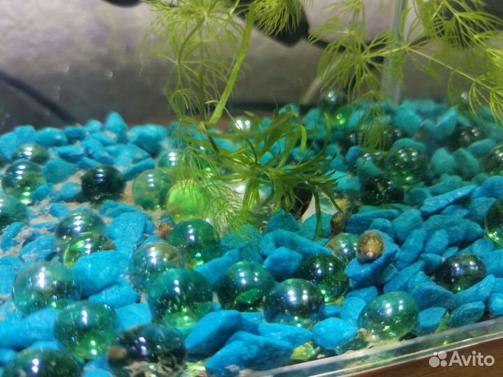 Улитки аквариумные