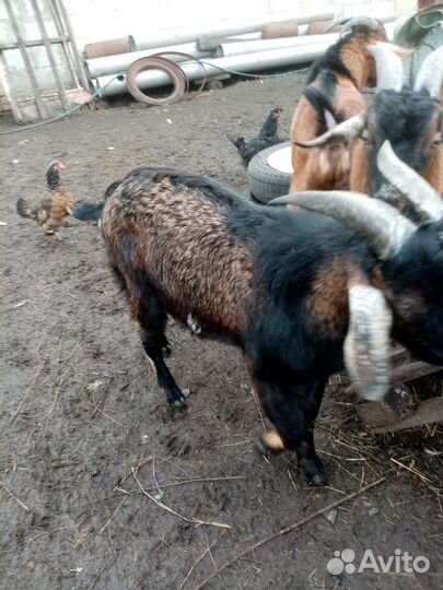 Козлики на племя