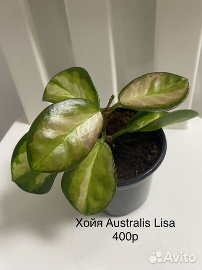 Хойя Australis Lisa