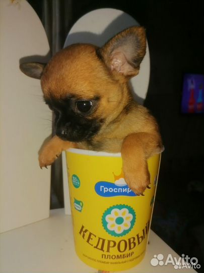 Маленькая собака чихуахуа мини