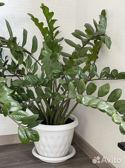 Замиокулькас