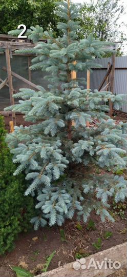Ель голубая