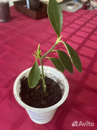 Бересклет японский