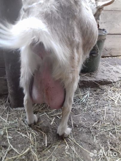 Продам коз и овец
