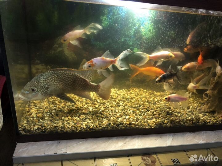 Аквариумные рыбки