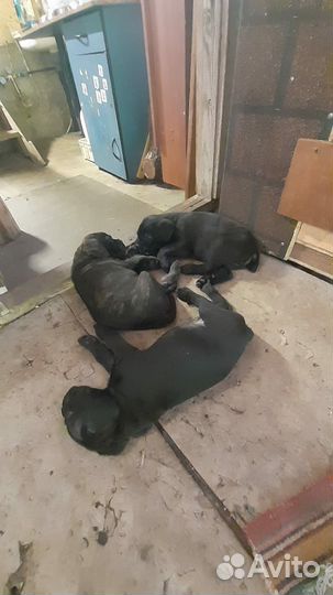 Кане Корсо щенки