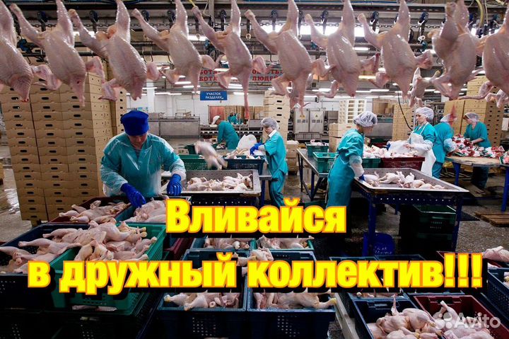 Рабочие в цех переработки птицы