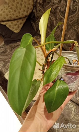 Филодендрон краснеющий