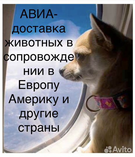 Международная авиа перевозка животных: Европа США