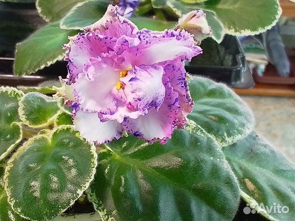 Фиалки сортовые более 600 сортов