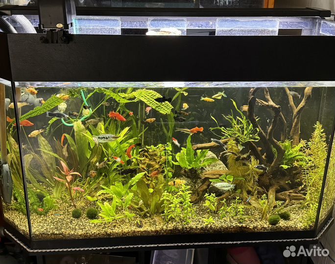 Аквариумные растения