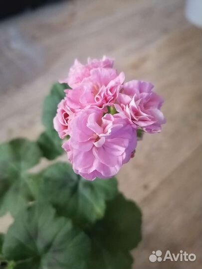 Пеларгония герань