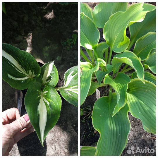 Хосты и декоративные