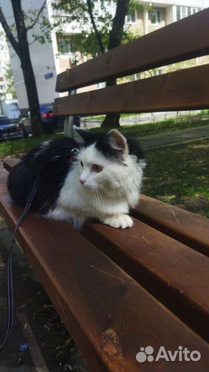 Передержка домашних животных