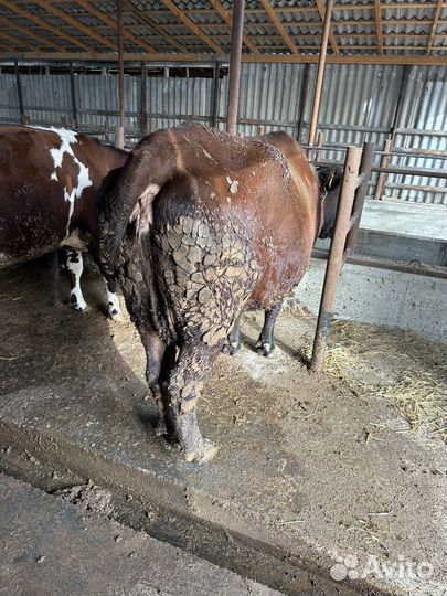 Телки корова