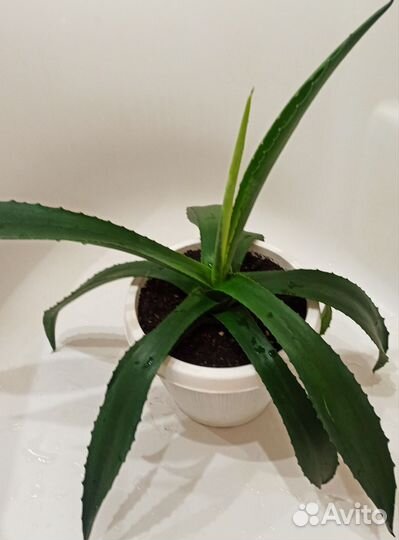 Агава голубая. Домашние и садовые растения